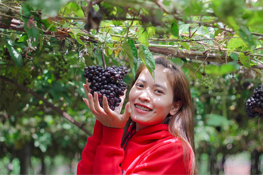 Vườn Nho Tây Ninh